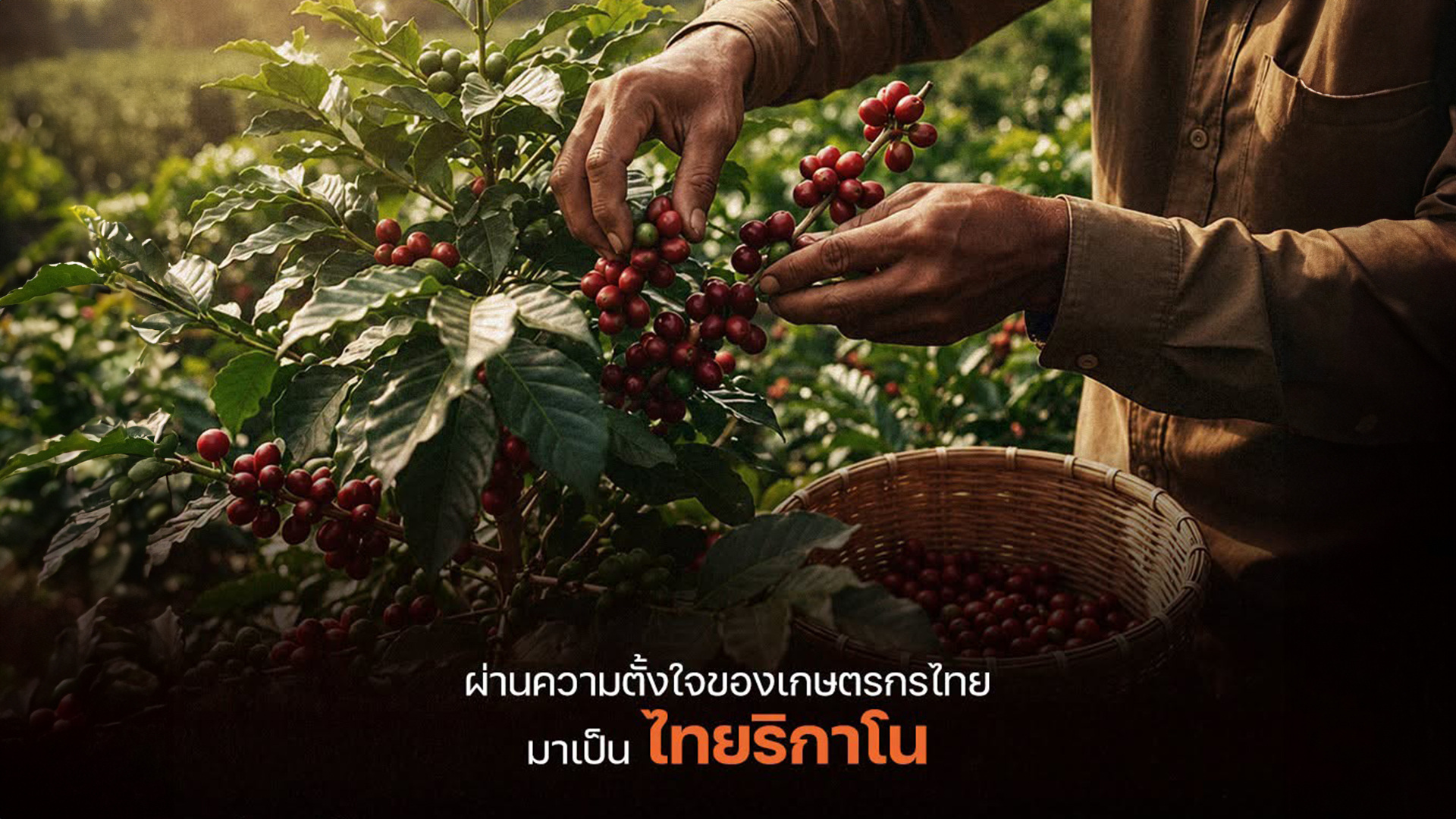 ไร่กาแฟอาราบิก้า บนดอยสะเก็ด.jpg
