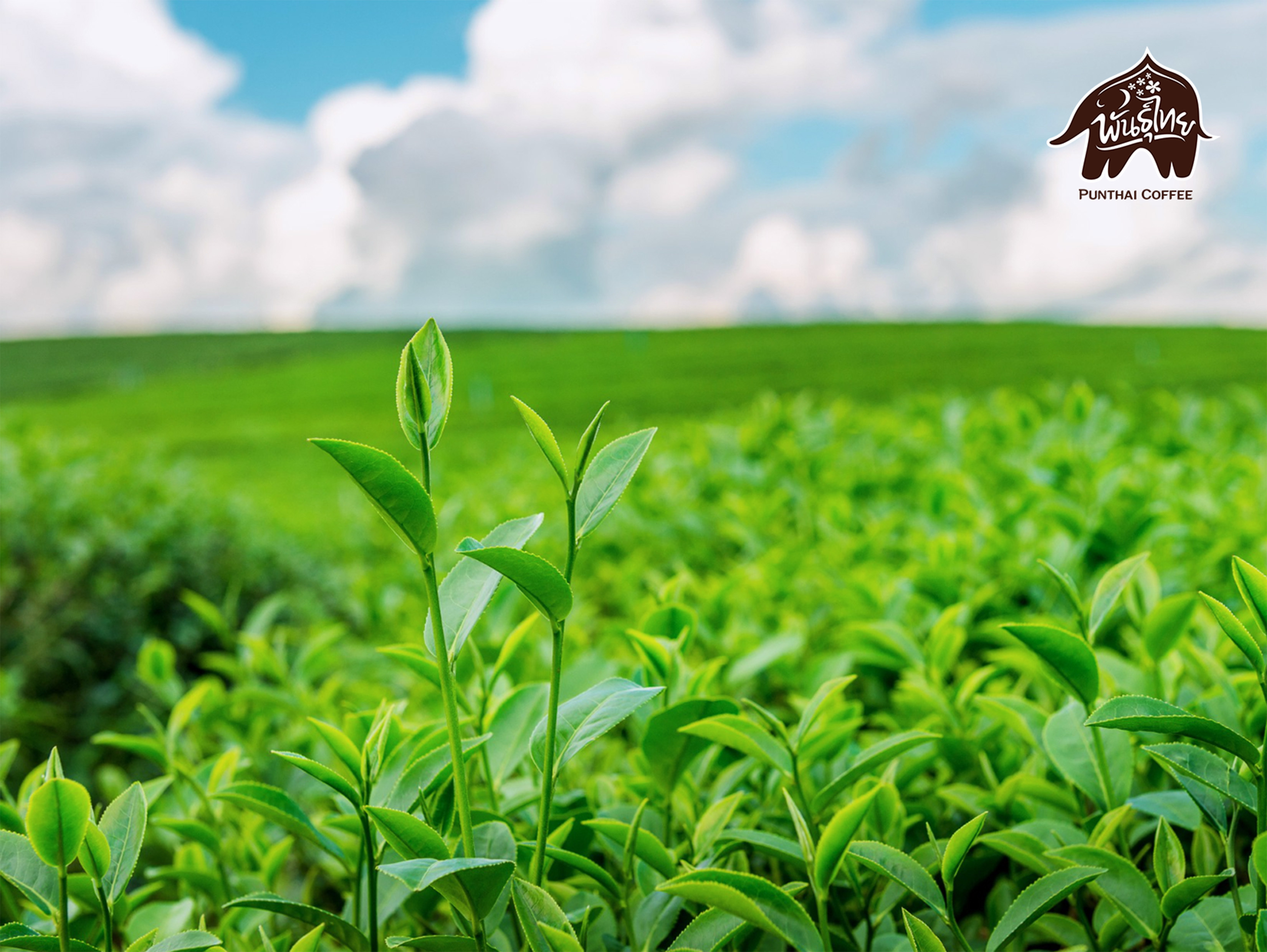 green tea leaves