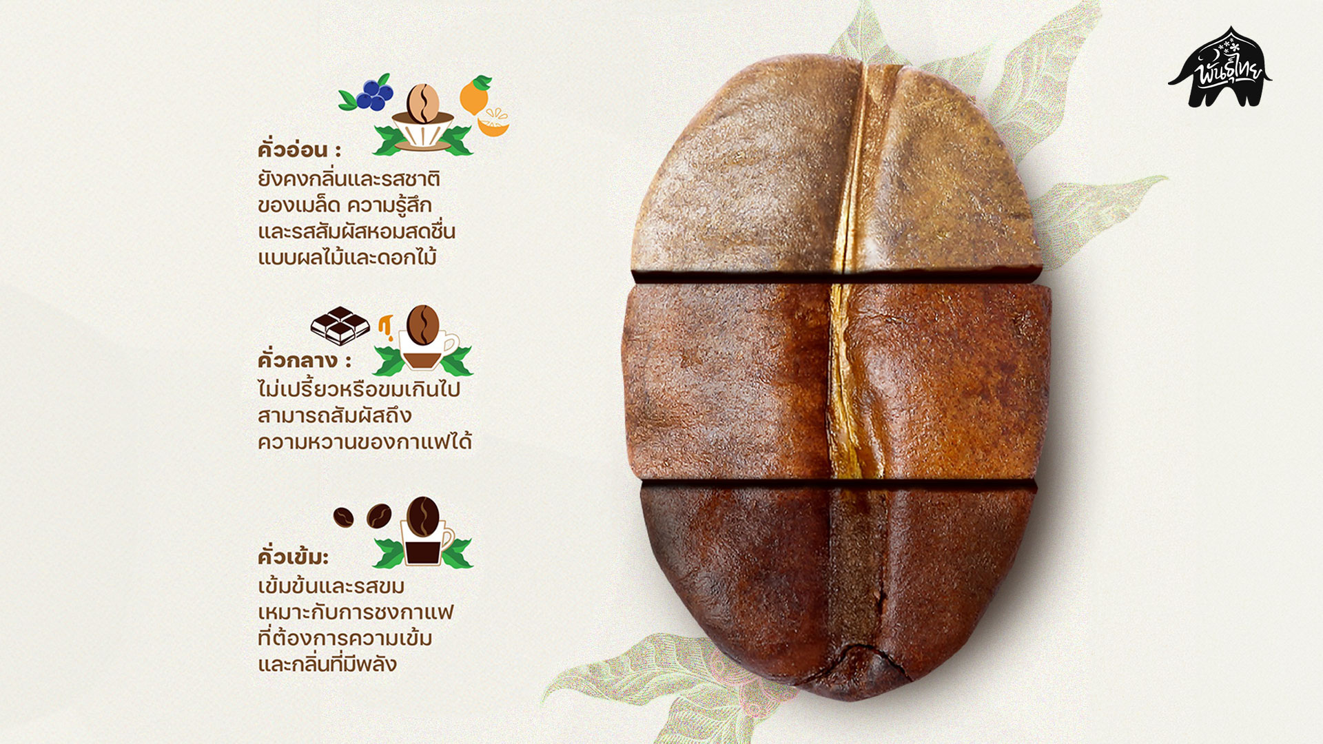 เมล็ดกาแฟ.jpg
