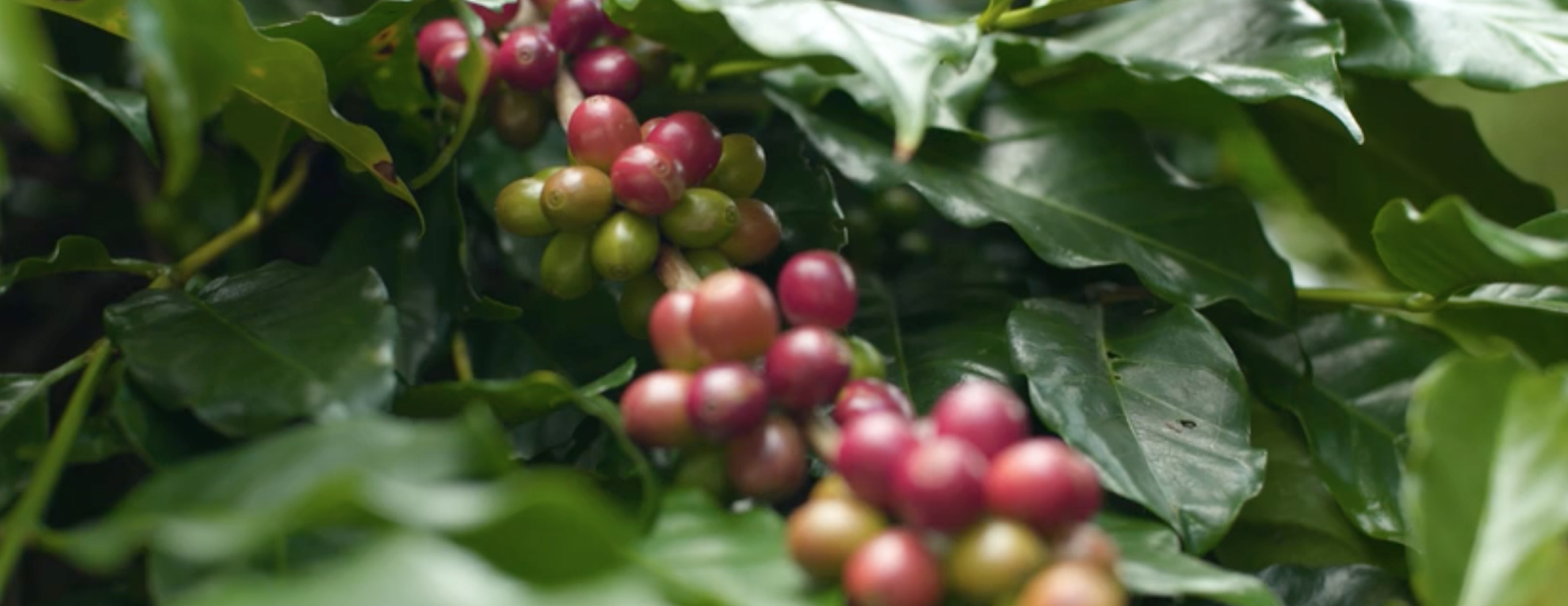 Cover_Video_sustainable